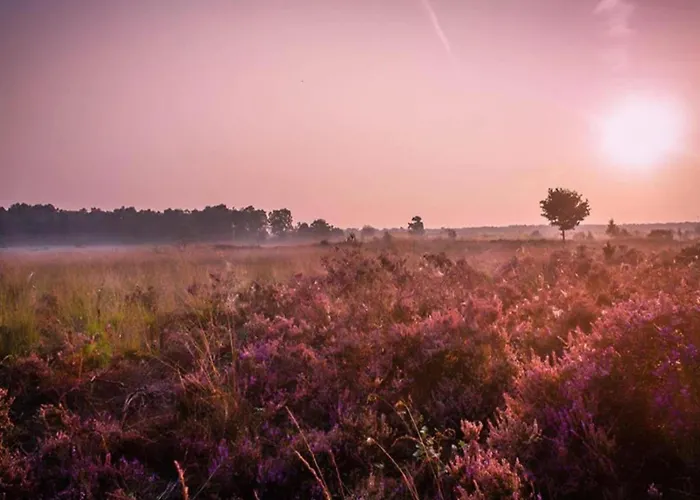 Calming Hideaway In Veluwe