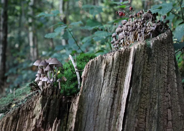 Calming Hideaway In Veluwe Сasa de vacaciones Voorthuizen
