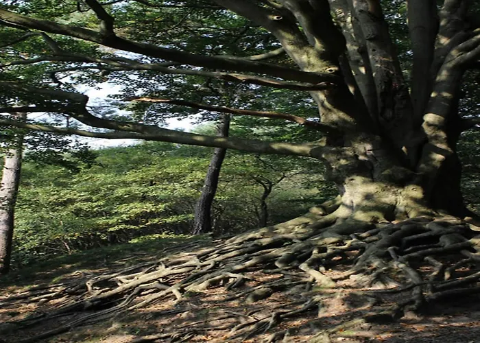 Calming Hideaway In Veluwe