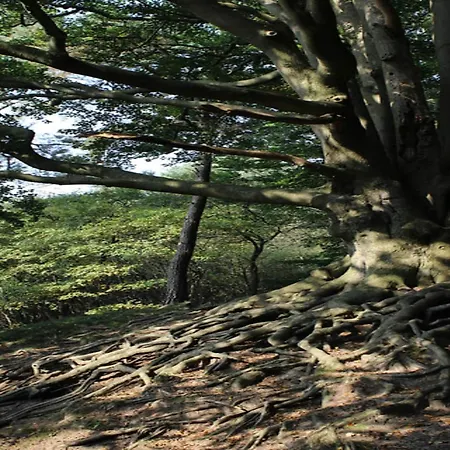 Calming Hideaway In Veluwe